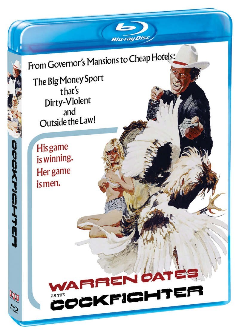 Cockfighter Monte Hellman Warren Oates Shout Blu-ray